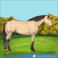 Horse Color:Buckskin 