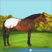 Horse Color:Bay Snowcap