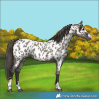 Horse Color:Grullo Near Leopard 