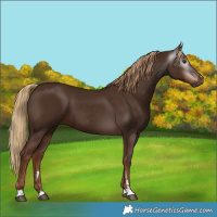 Horse Color:Gray Chestnut 