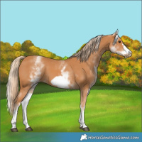 Horse Color:White Spotted Chestnut Frame 