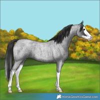 Horse Color:Blue Roan Splash 
