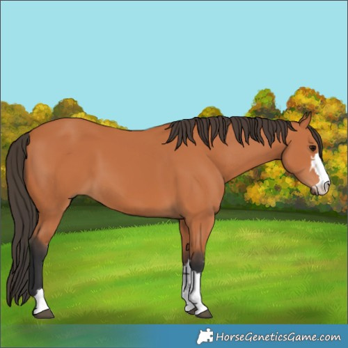 Horse Color:Bay 