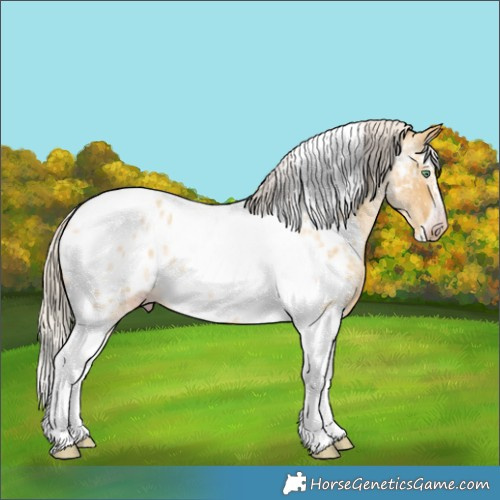 Horse Color:Gray Silver Amber Cream Champagne Roan Dun Splash Tobiano Frame Appaloosa Rabicano 