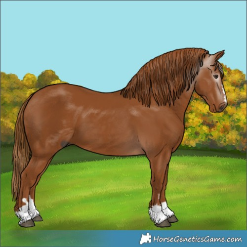 Horse Color:Gray Chestnut 