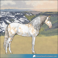 Horse Color:Gray Silver Amber Cream Champagne Roan Dun Splash Tobiano Frame Near Leopard Rabicano