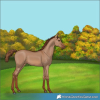 Horse Color:Red Dun 