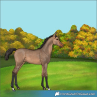 Horse Color:Bay Dun 