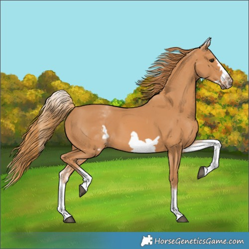 Horse Color:White Spotted Chestnut Frame 