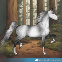 Horse Color:Gray Black