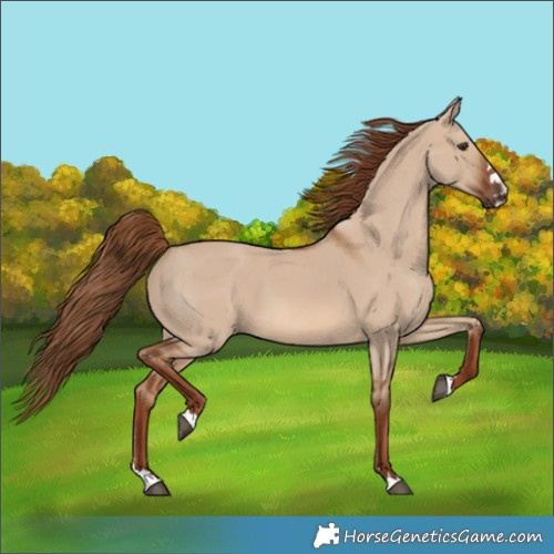 Horse Color:Red Dun 