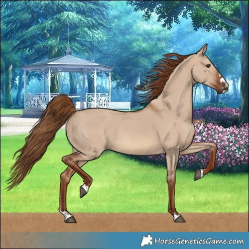 Horse Color:Red Dun 