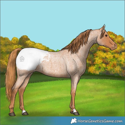 Horse Color:Red Roan Appaloosa