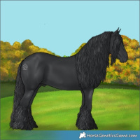 Horse Color:Black 