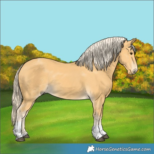 Horse Color:Palomino Tobiano Rabicano 