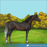 Horse Color:Brown Sabino Rabicano  and Brown Rabicano 