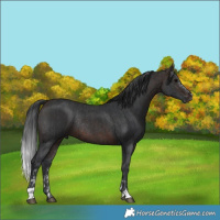 Horse Color:Brown Sabino Rabicano  and Brown Rabicano 