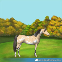 Horse Color:White Spotted Buckskin 