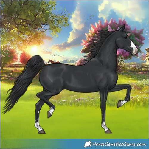 Horse Color:Black 