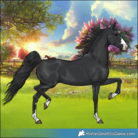 Horse Color:Black 