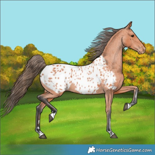 Horse Color:Bay Appaloosa 