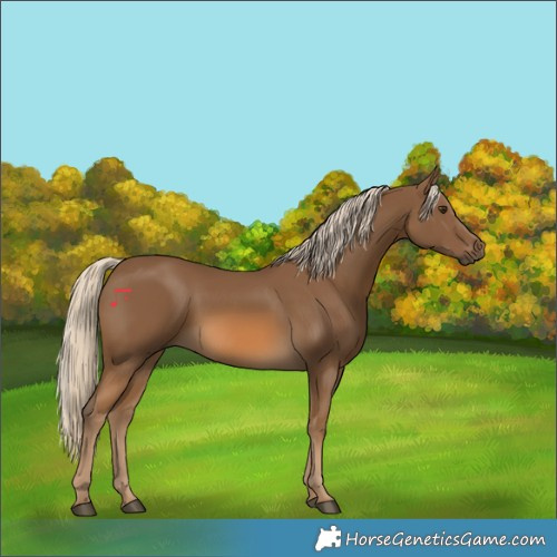 Horse Color:Chocolate Palomino 