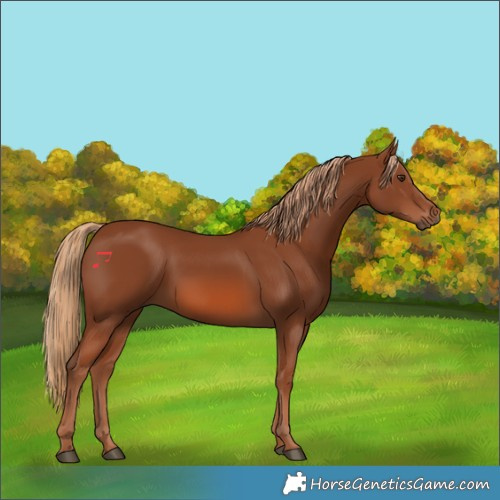 Horse Color:Chestnut 