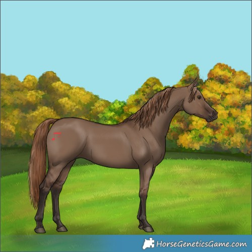 Horse Color:Liver Red Dun 