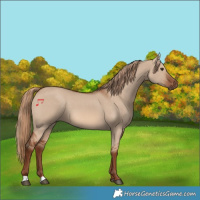 Horse Color:Red Dun