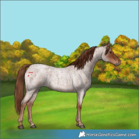 Horse Color:Red Roan 