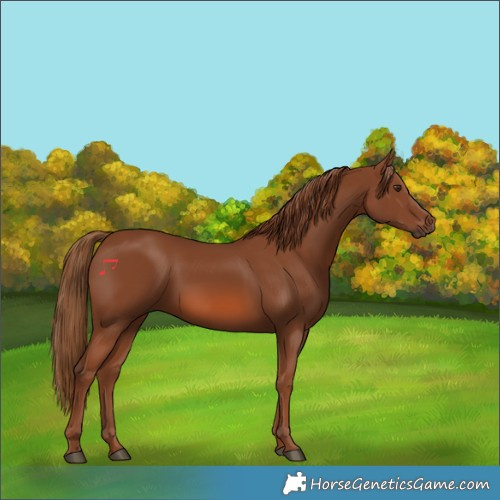 Horse Color:Chestnut 