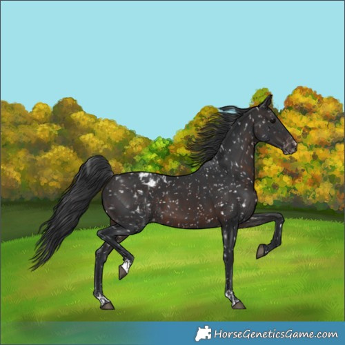 Horse Color:Black Appaloosa  and Brown Appaloosa 