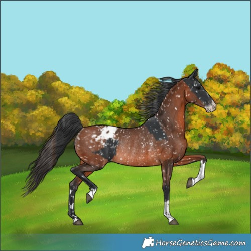 Horse Color:Black Appaloosa  and Bay Appaloosa Rabicano 