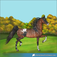 Horse Color:Black Appaloosa  and Bay Appaloosa Rabicano 