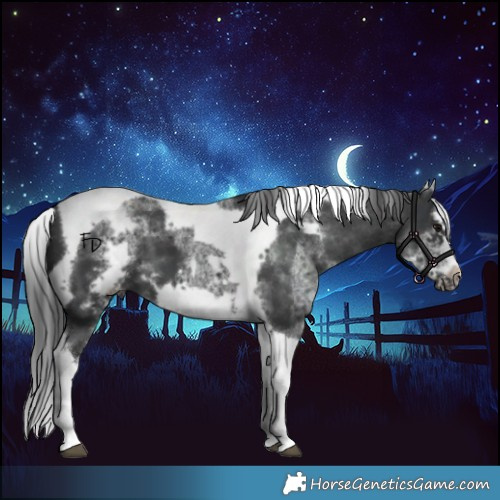 Horse Color:White Spotted Black Splash Tobiano Frame Appaloosa 