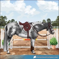 Horse Color:White Spotted Black Splash Tobiano Frame Varnish 