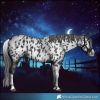 Horse Color:White Spotted Black Splash Tobiano Near Leopard 