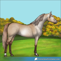 Horse Color:Gray Red Dun 