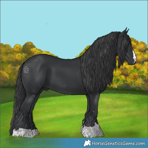 Horse Color:Black 