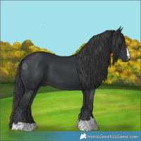 Horse Color:Black 