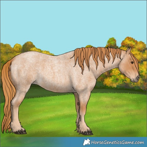 Horse Color:Red Roan 