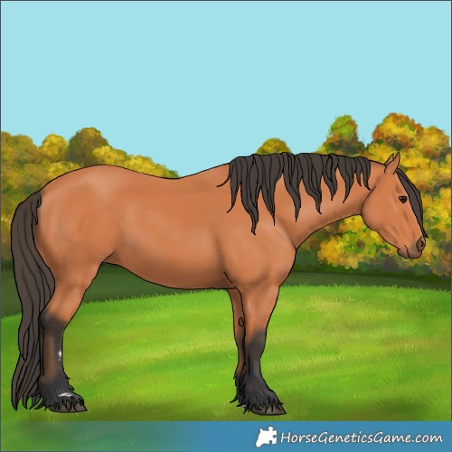 Horse Color:Bay 
