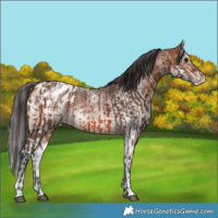 Horse Color:Bay Appaloosa  and White Spotted Bay Appaloosa 