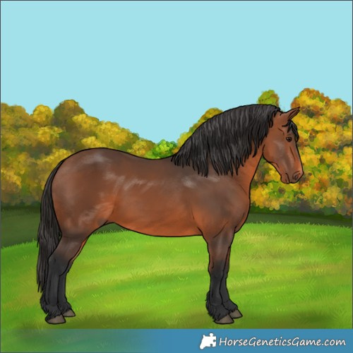 Horse Color:Bay 