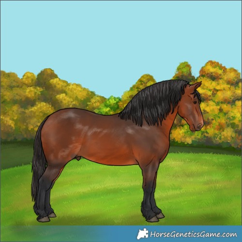 Horse Color:Bay 