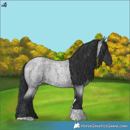 Horse Color:Blue Roan Tobiano 