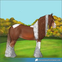 Horse Color:Chestnut Splash Tobiano 