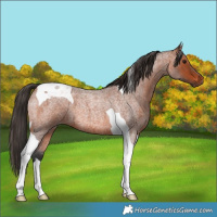 Horse Color:Bay Roan Tobiano 