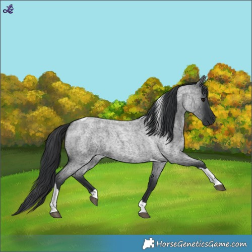 Horse Color:Blue Roan Tobiano