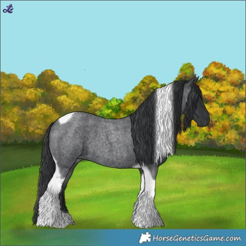 Horse Color:Blue Roan Tobiano